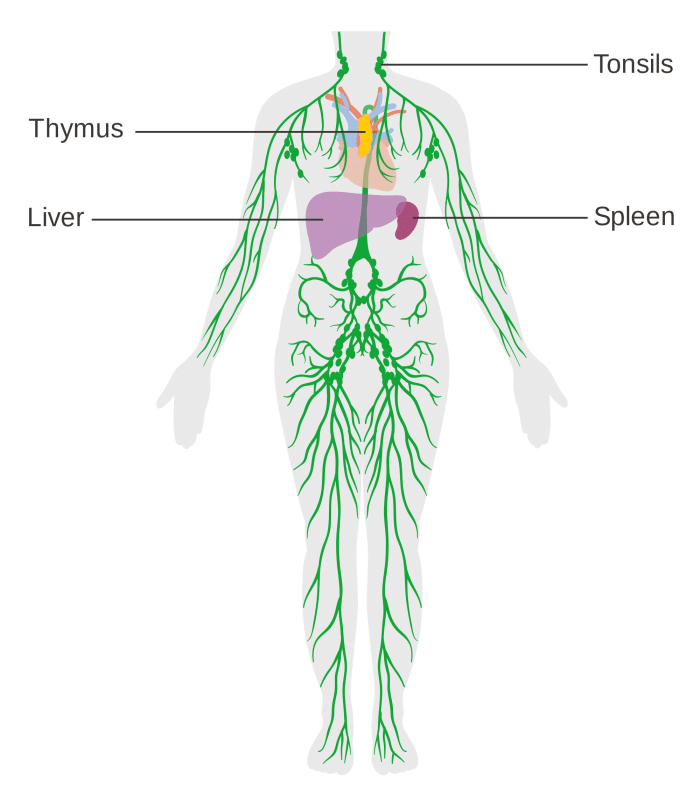 Lymphatic System