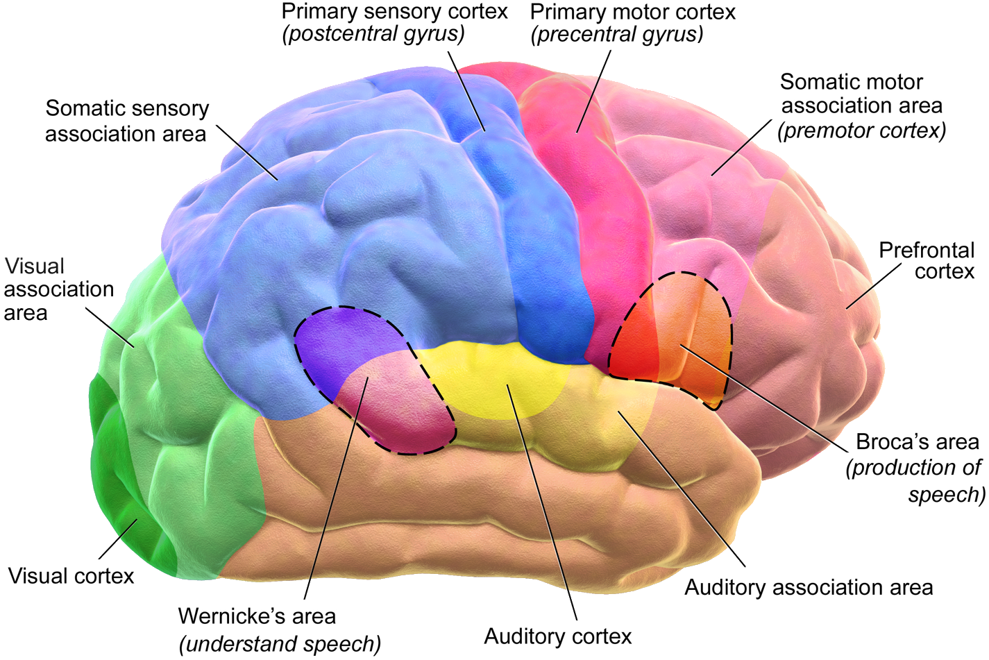 problem solving frontal lobe