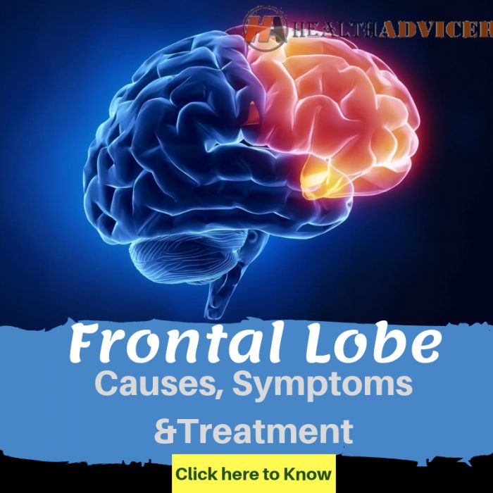 Frontal Lobe