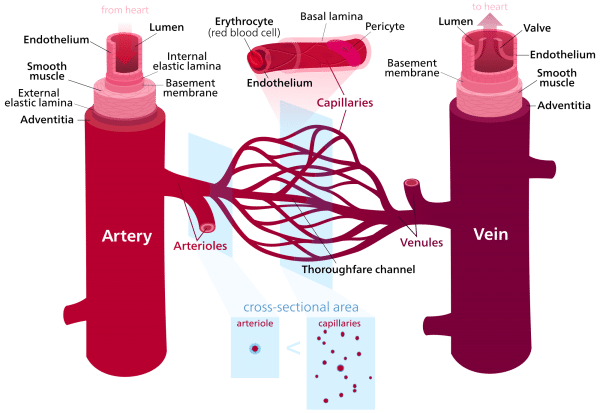 Vasoconstriction Normal