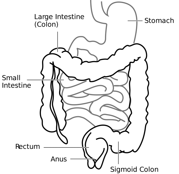 Function Of Large Intestine