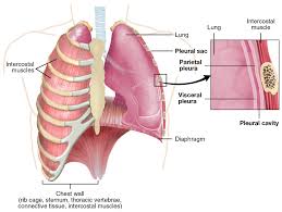 Working Of Pleura