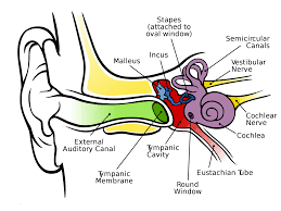 How Does Your Ear Work?