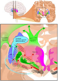 Treatment Of Akinesia