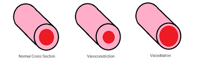 Vasoconstriction