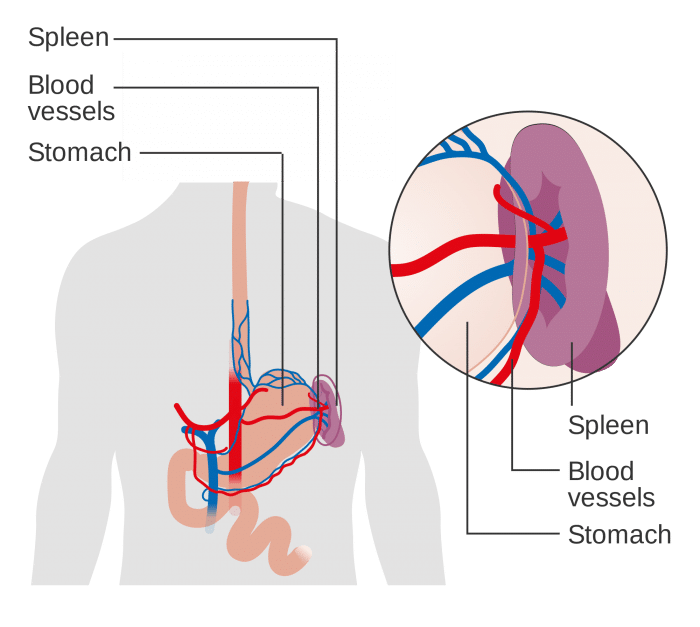 Spleen Size And Location