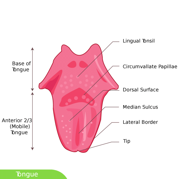 What Is Glossitis