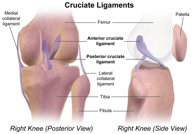 Medial Collateral Ligament