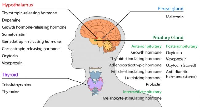 Hypothalamus function disorders