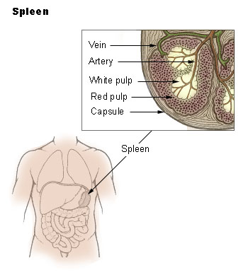 spleen