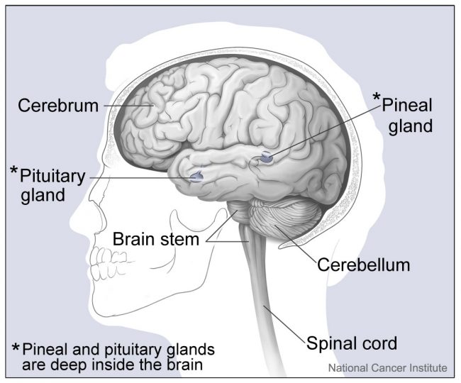 Human Brain