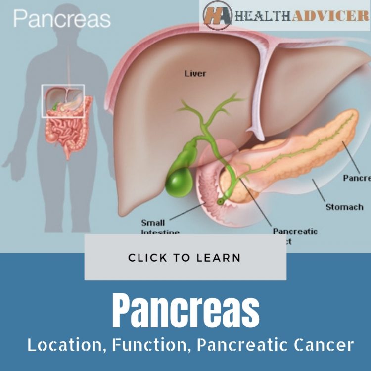 Pancreas Location