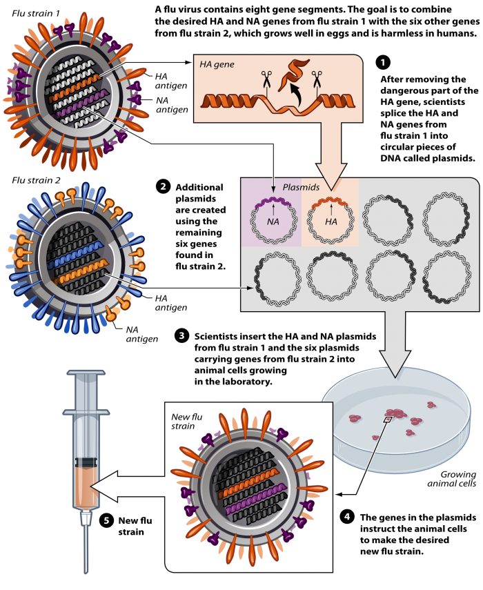 Vaccination To Prevent Viremia