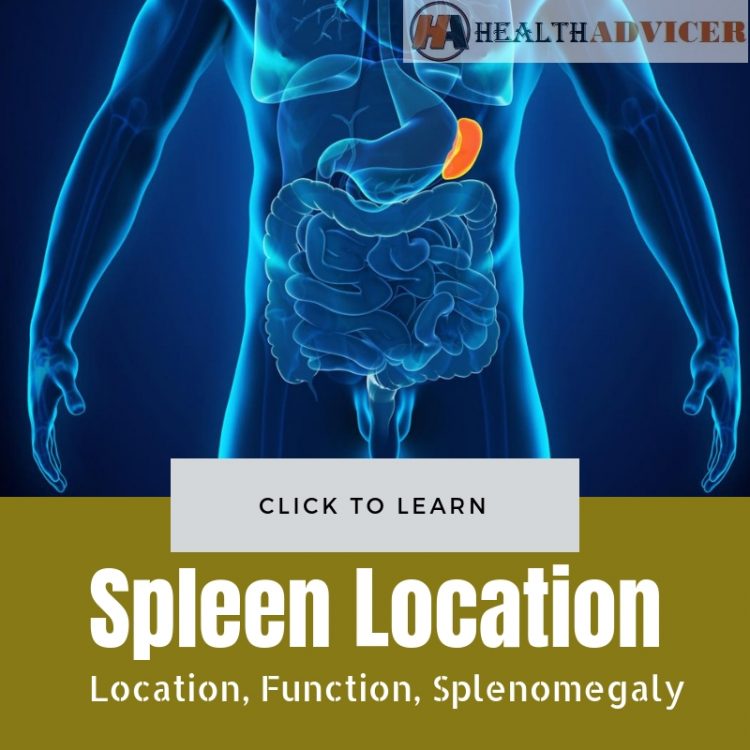 Spleen Location