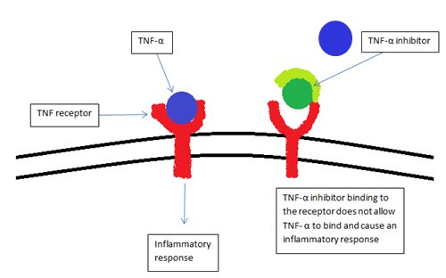 TNF Inhibitors