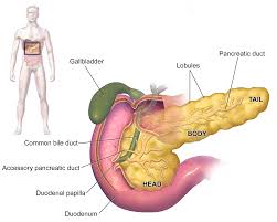 Pancreas Location