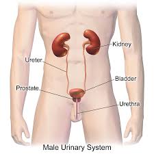 Kidneys