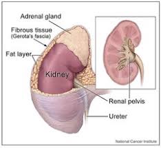 Adrenal Glands