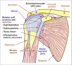 shoulder injuries