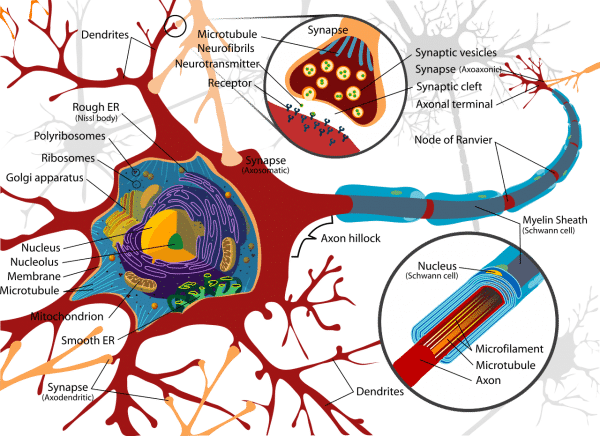 Causes Of Parkinson’s disease