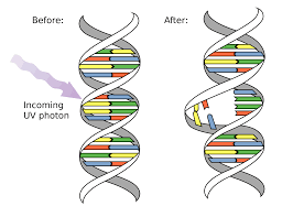 DNA Mutations