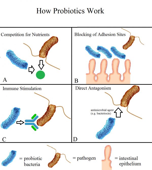 Use Probiotics