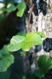 Appearance Of Poison Oak Plant