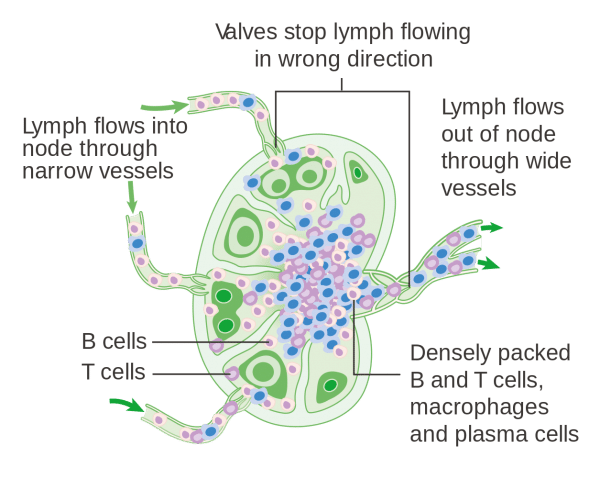 Function Of Lymph Node