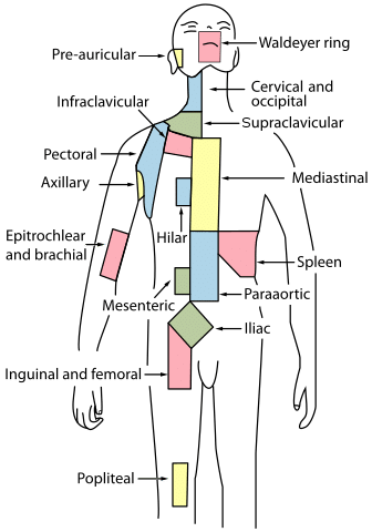 Lymph Node: Structure, Location, Function, Types, and Diseases