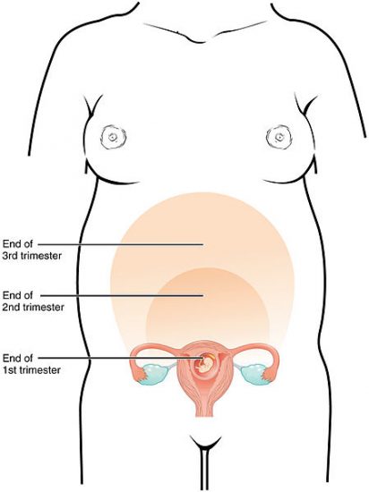 Enlarging Uterus