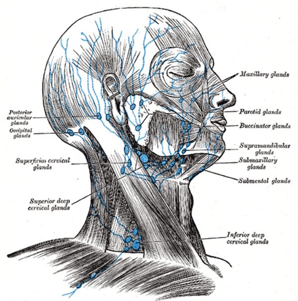 Occipital Lymph Node