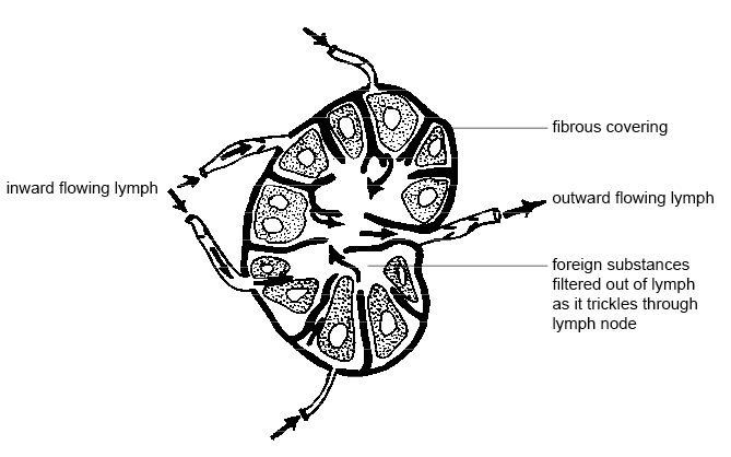 lymph node