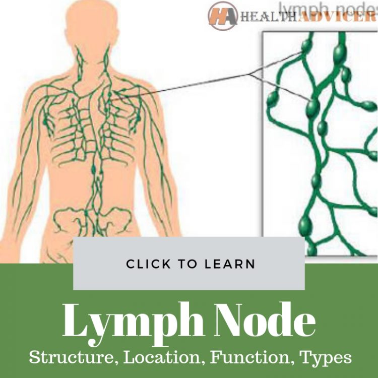 Lymph Node Structure, Location, Function, Types