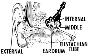 Symptoms Of Ringing In The Ear