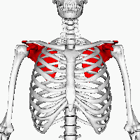 back shoulder pain