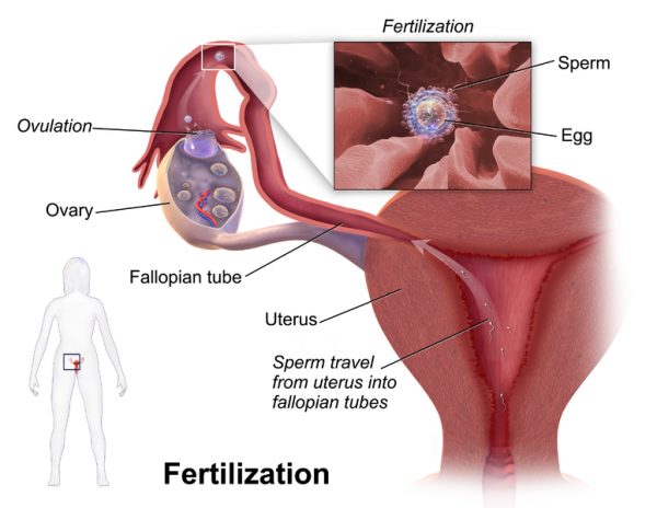 Pregnancy Symptoms During Week 1-2