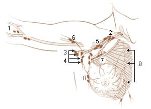 swollen lymph nodes under the arm