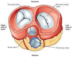 Cardiac Issues Leading To Shoulder Blade Pain