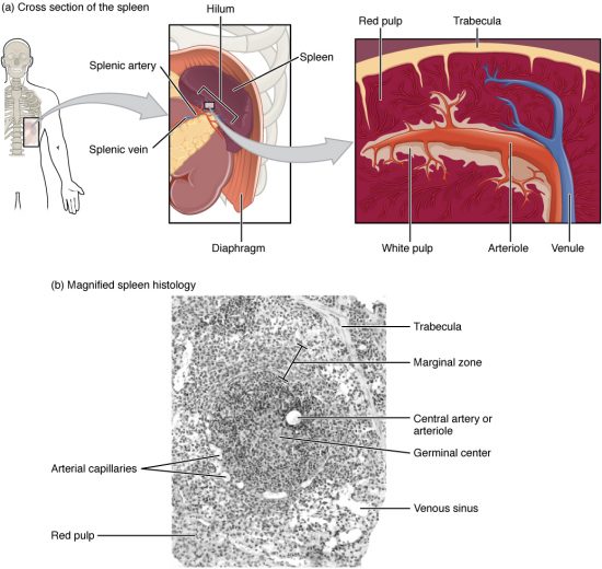 What Is A Spleen