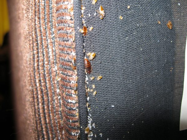 Bed bug infestation