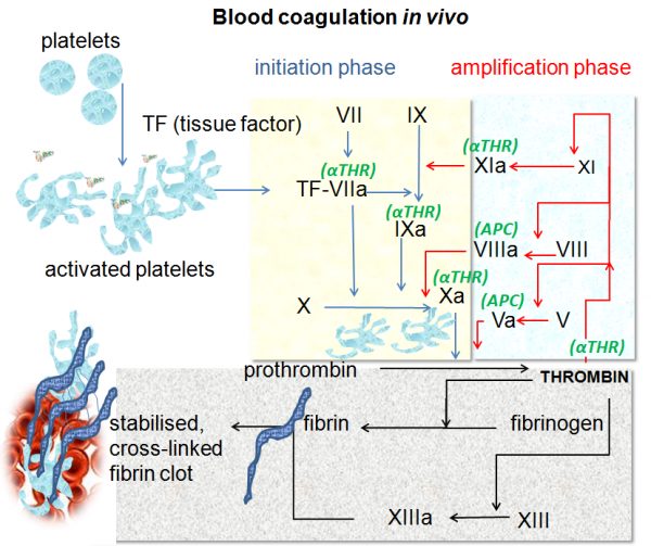 One Of The Primary Phase Of Wound Healing Stages: Hemostasis Phase