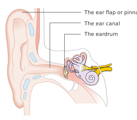 The Outer Ear