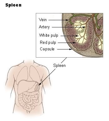 spleen pain