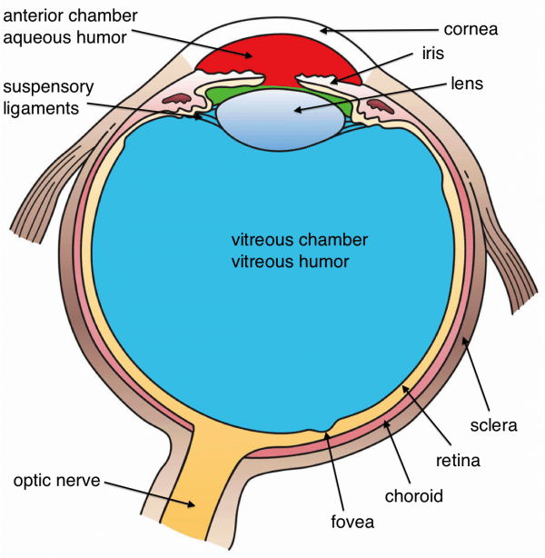 Endophthalmitis