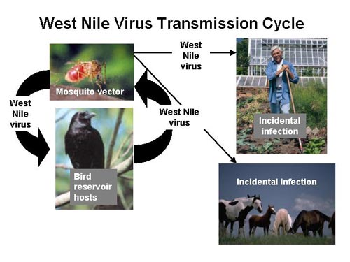 Mosquito-Borne Viruses