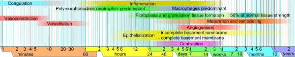 Wound Healing Stages