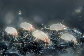 Causes Of Dust Mite Allergy