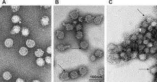 Tick-Borne Viruses