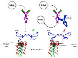 Immunotherapy