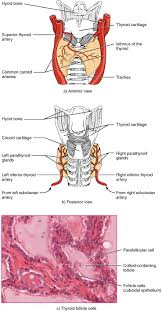 Thyroid Gland